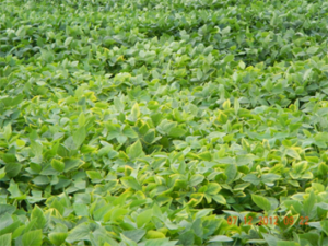 potassium deficiency in older beans