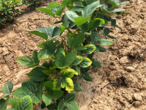 potassium deficiency symptoms