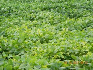 potassium deficiency