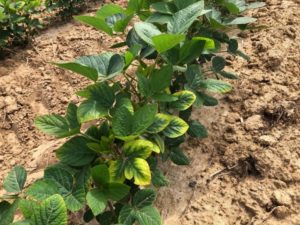 soybean k deficiency