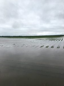 flooded soybeans