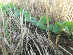 double-cropped soybeans