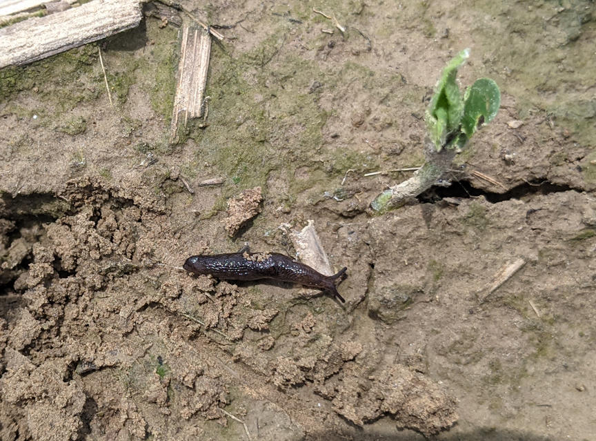 slug in a soybean field