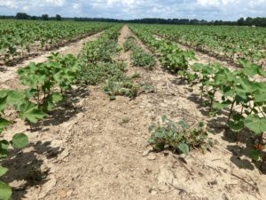 dicamba and 2,4-D treatments