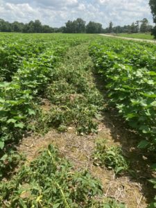 8 days after 2nd dicamba treatment