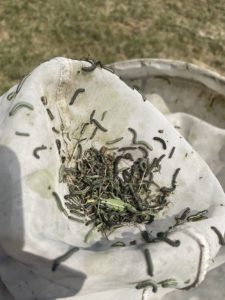 net full of armyworms