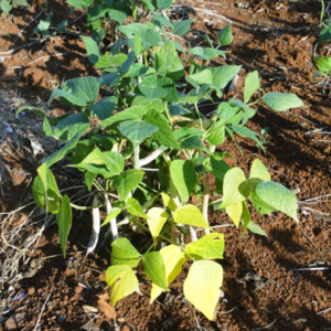 nitrogen deficient soybeans