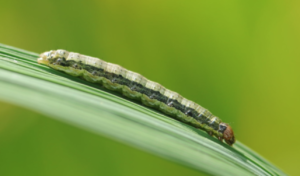 fall armyworm