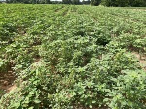 large palmer amaranth escapes