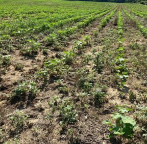 14 days after treatment