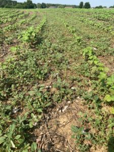 enlist one treatments