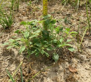 palmer escapes from dicamba