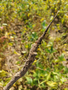 soybean root infected with taproot decline