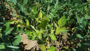 soybean taproot decline symptoms