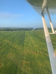 aerial view of nematode damage