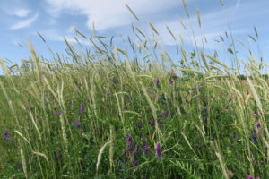 cover crops
