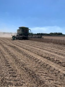 phillips county, arkansas, soybean harvest