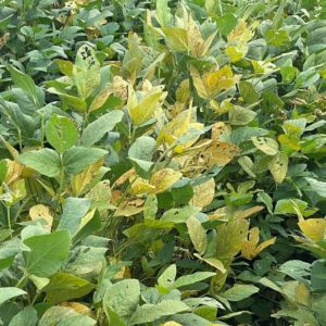soybean taproot decline