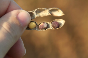 soybean purple stain can result in seed quality discounts