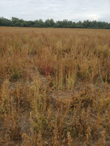 palmer pigweed overruns a soybean field
