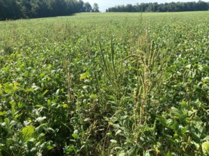 scattered pigweed in a tennessee field