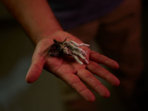 taproot decline deadman fingers