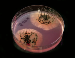 taproot decline fungus in petri dish