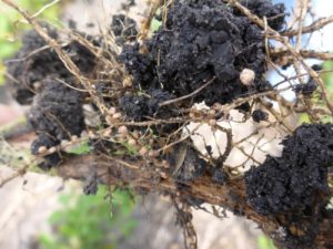 soybean cyst nematode