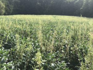 waterhemp escapes