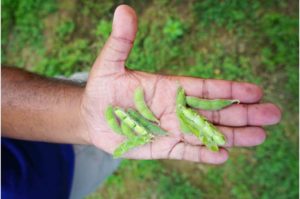 drought effect on soybean yield