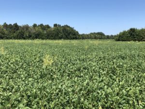 waterhemp escapes