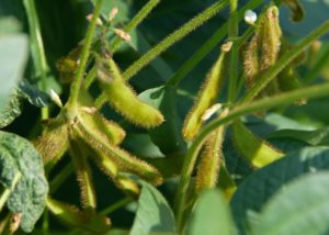mississippi soybean
