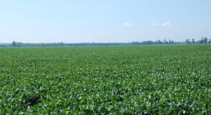 tennessee soybeans