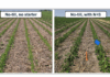 Evaluating Soybean Performance In Conservation Systems – Project Report