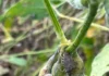 High Stink Bug Pressure In Kentucky Soybeans: Late-Planted Fields Need Attention